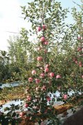 苹果苗木育苗期的病害防治及管理