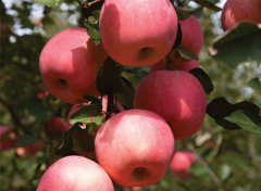 苹果苗木栽培管理技术要点